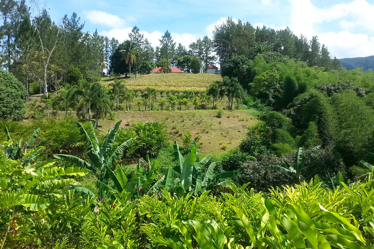 Croydon Plantation