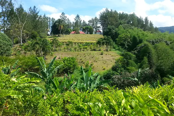 Croydon Plantation