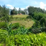 Croydon Plantation