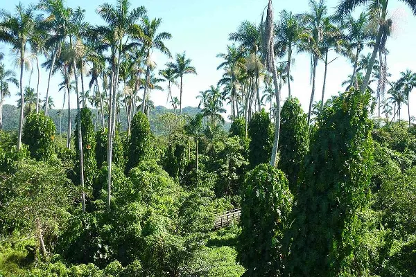The Negril Royal Palm Reserve