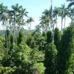 The Negril Royal Palm Reserve