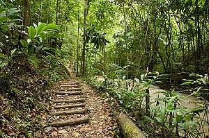 Cranbrook Rain forest Garden
