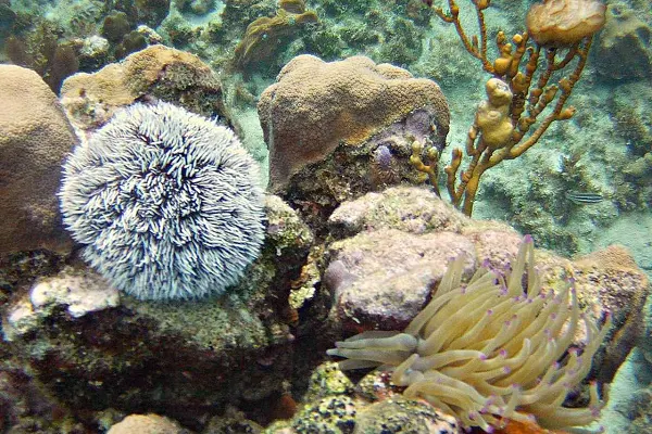 Snuba Dive Experience
