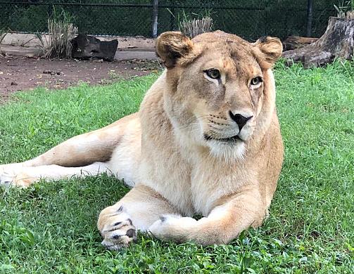 Where to See Animals in Jamaica: Best Zoos & Wildlife Parks