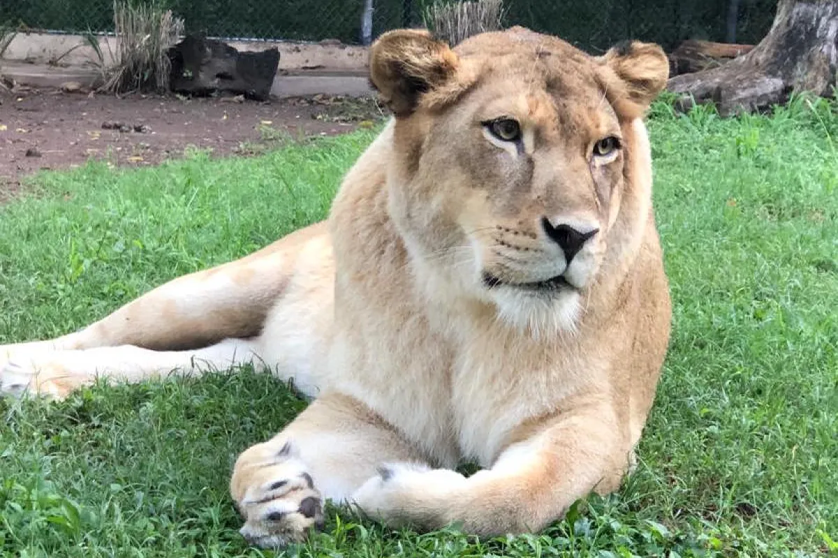 Where to See Animals in Jamaica: Best Zoos & Wildlife Parks