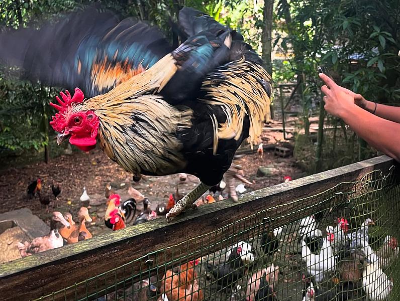 Animal Farm & Nature Reserve