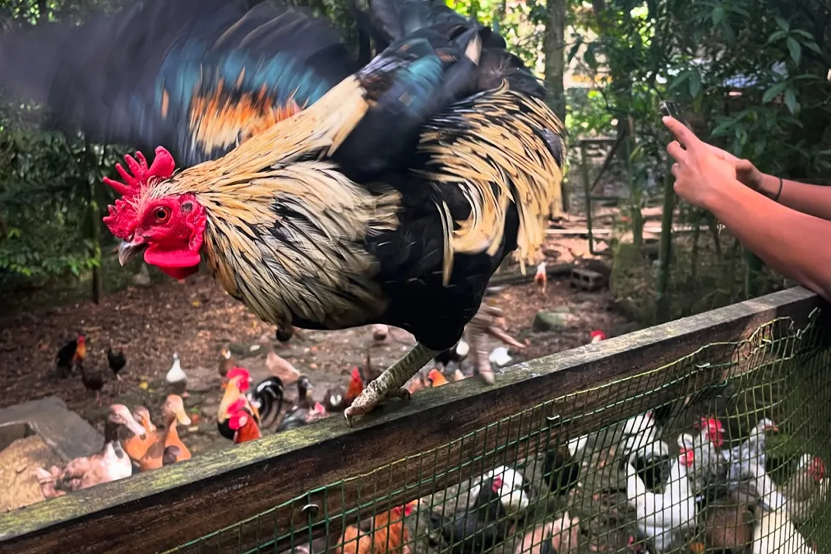 Animal Farm & Nature Reserve