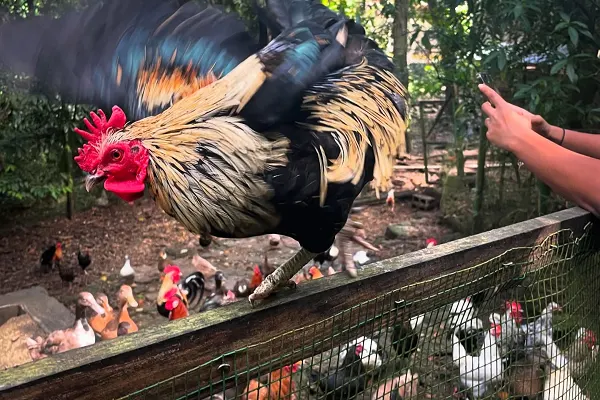 Animal Farm & Nature Reserve
