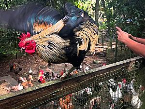 Animal Farm & Nature Reserve