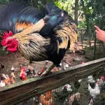 Animal Farm & Nature Reserve