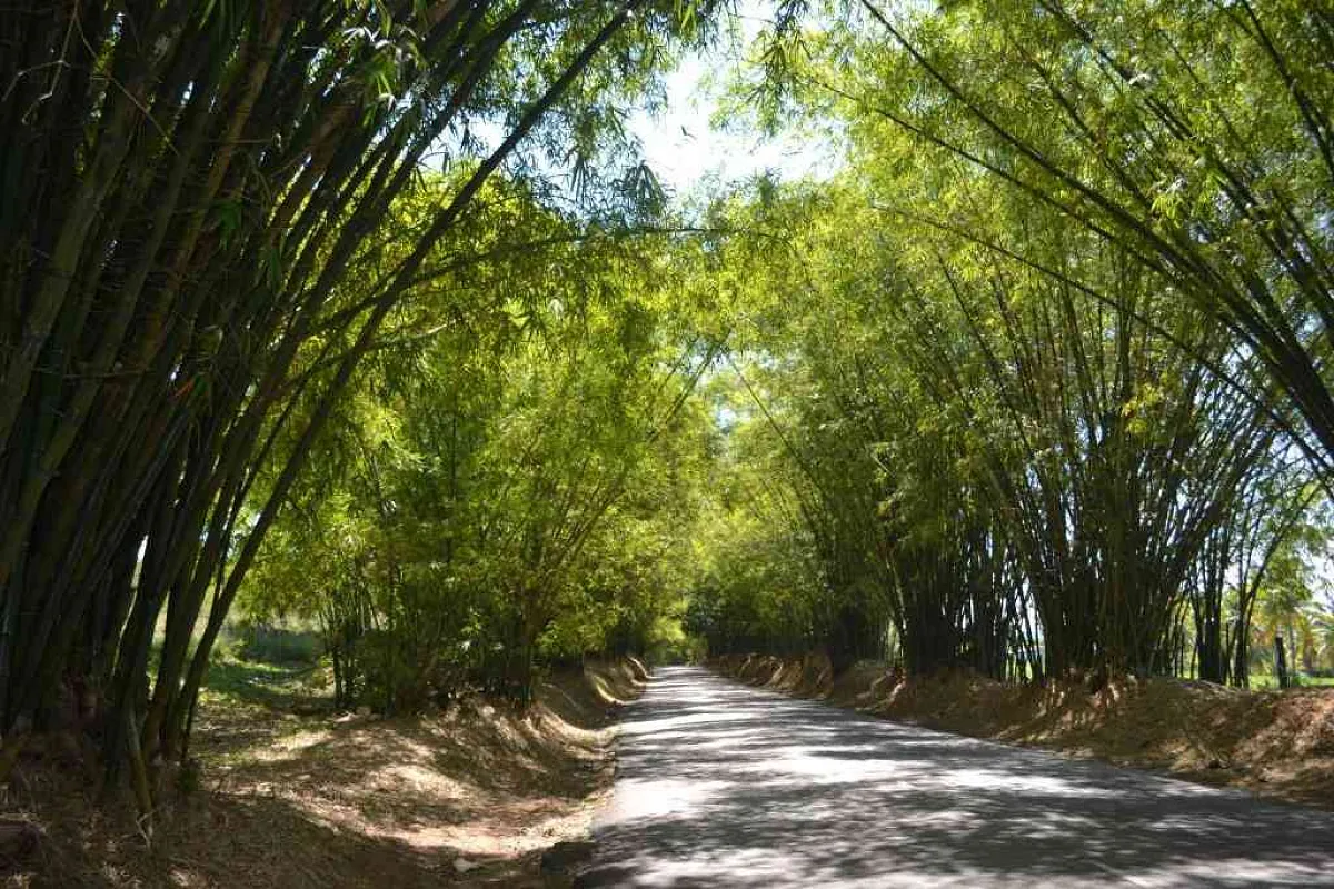 St. Elizabeth