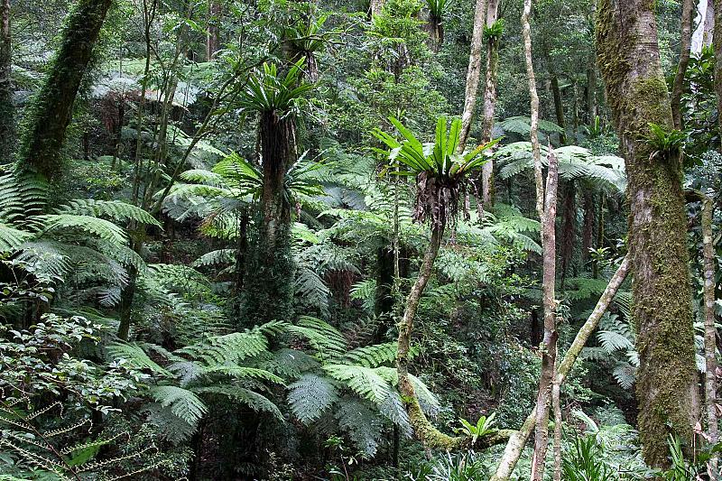 Fern Gully