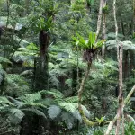 Fern Gully