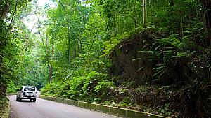 Fern Gully