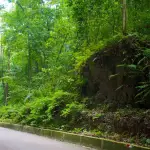 Fern Gully