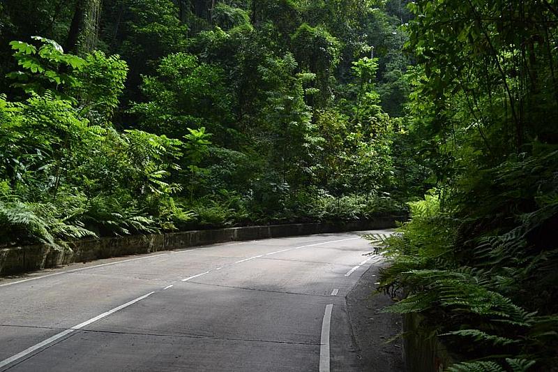 Fern Gully