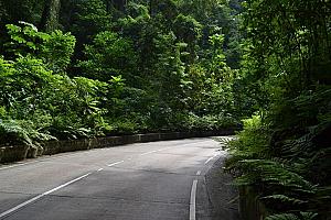 Fern Gully
