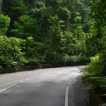 Fern Gully