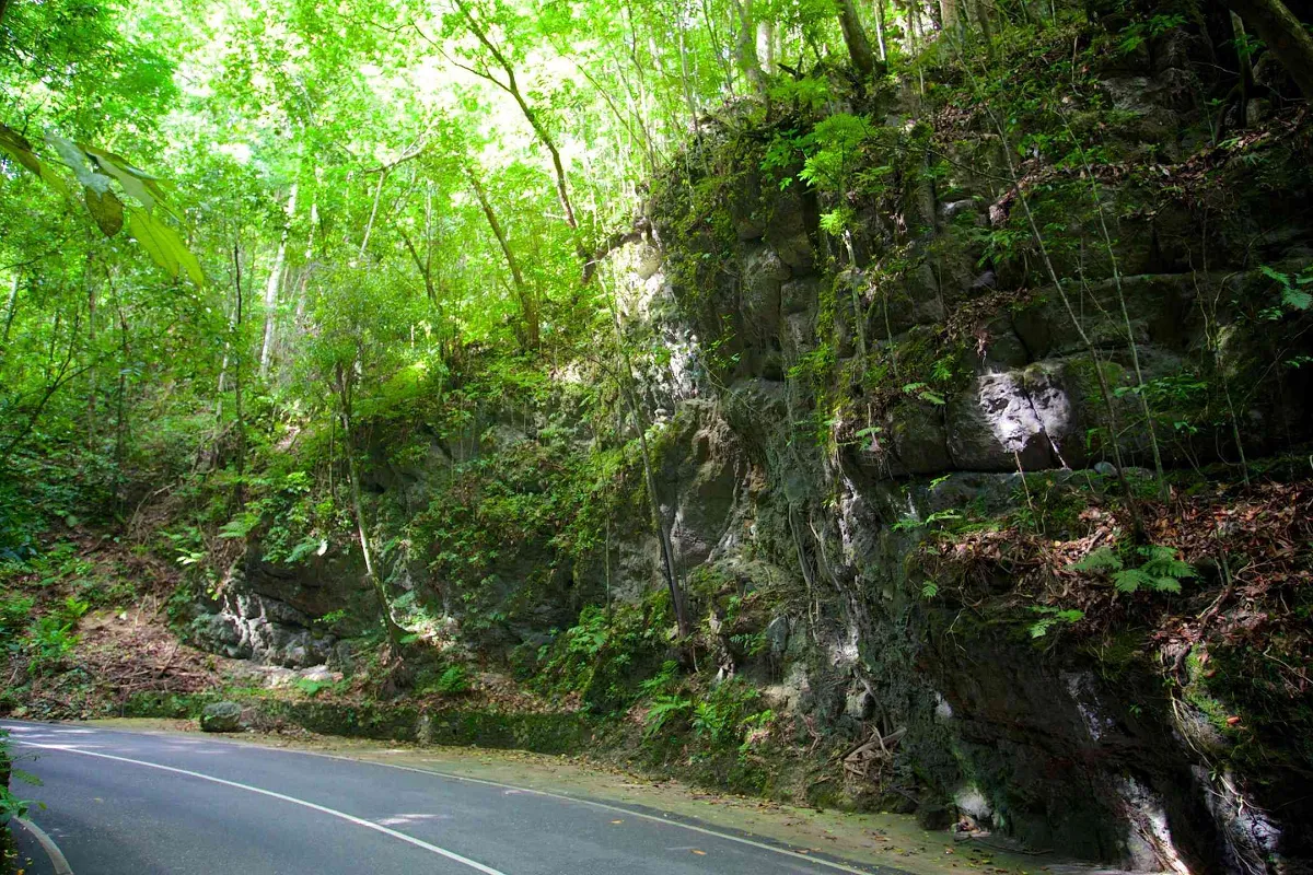 Fern Gully