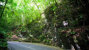 Fern Gully