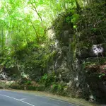 Fern Gully