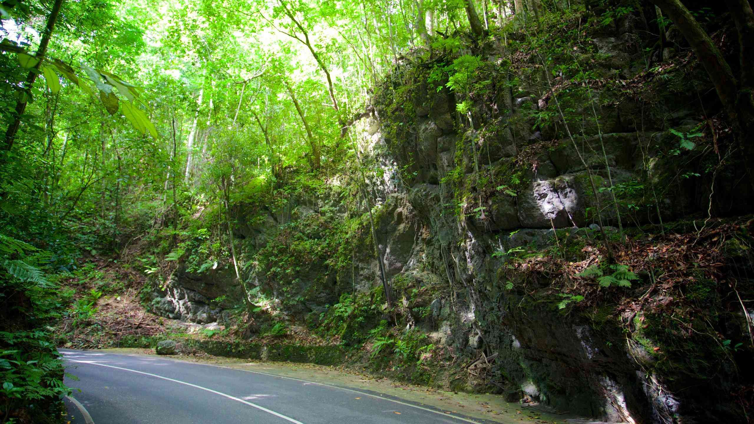 Fern Gully