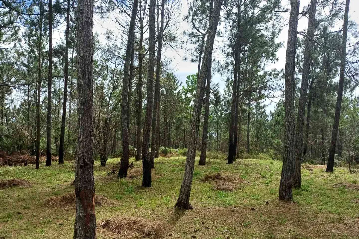 Bull Head Mountain
