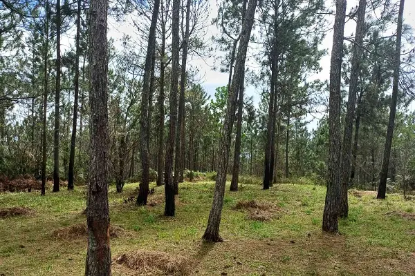 Bull Head Mountain