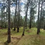 Bull Head Mountain