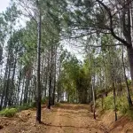 Bull Head Mountain
