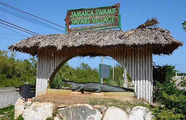 Jamaica Swamp Safari 🇯🇲🐊