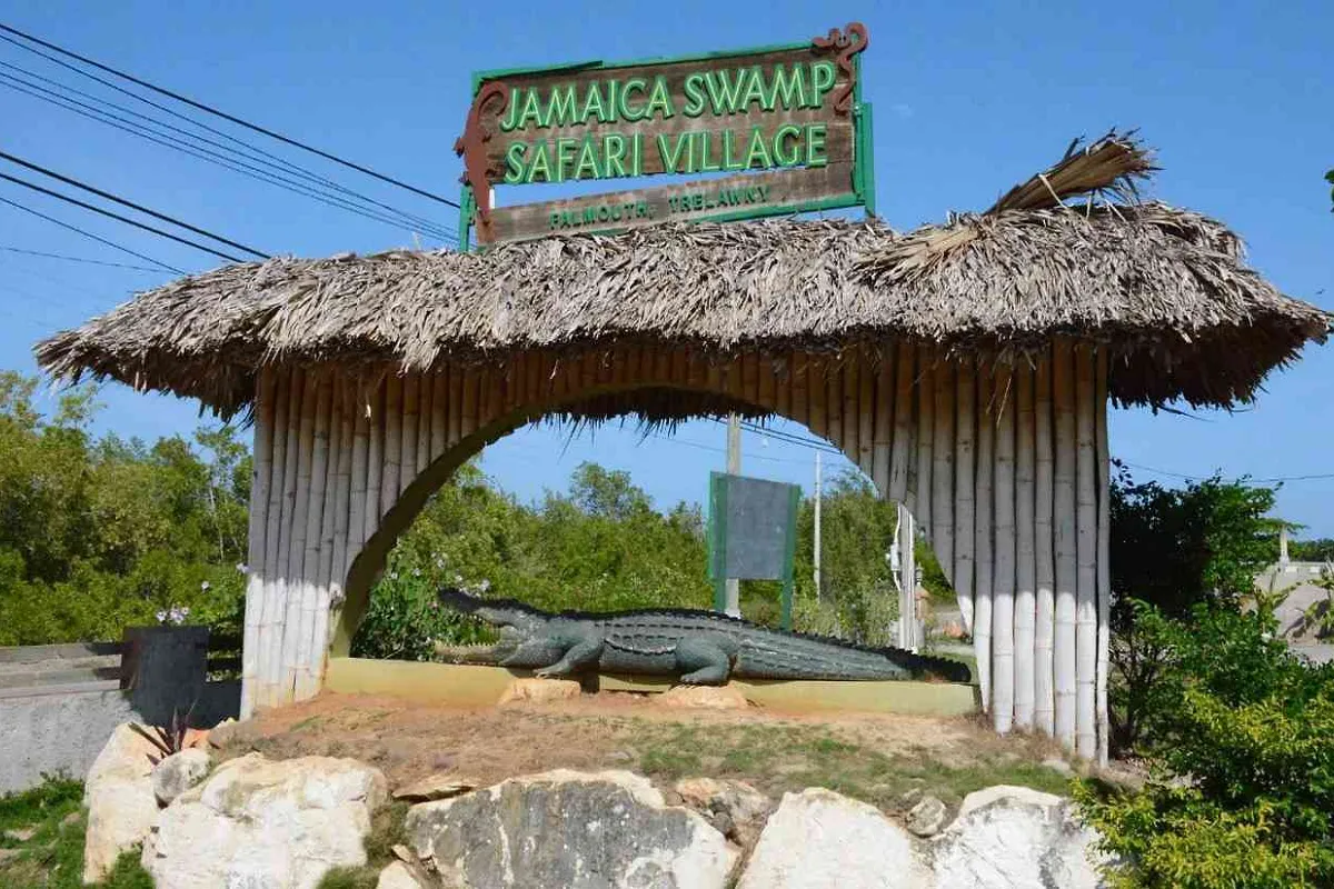 Jamaica Swamp Safari 🇯🇲🐊