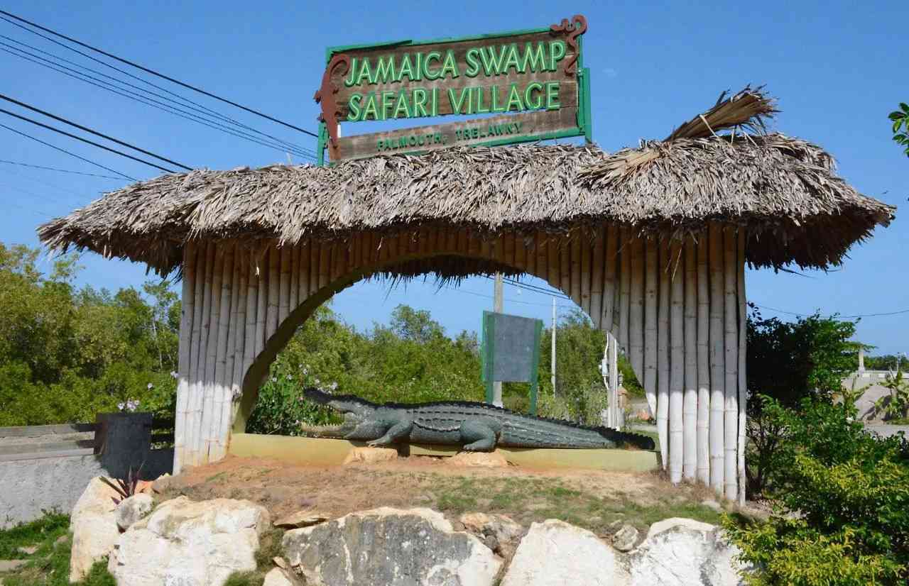 Jamaica Swamp Safari 🇯🇲🐊