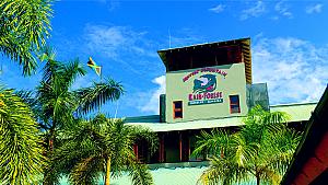 Rainforest Adventures At Jamaica Mystic Mountain