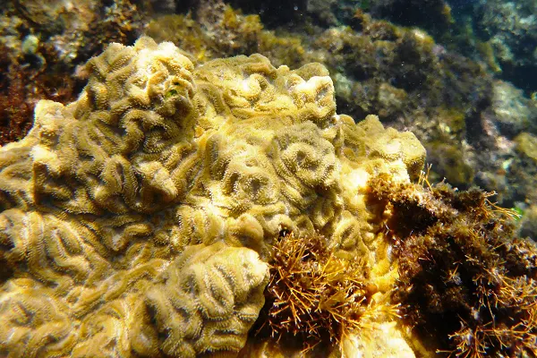 Ocho Rios Marine Park