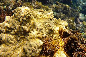 Ocho Rios Marine Park