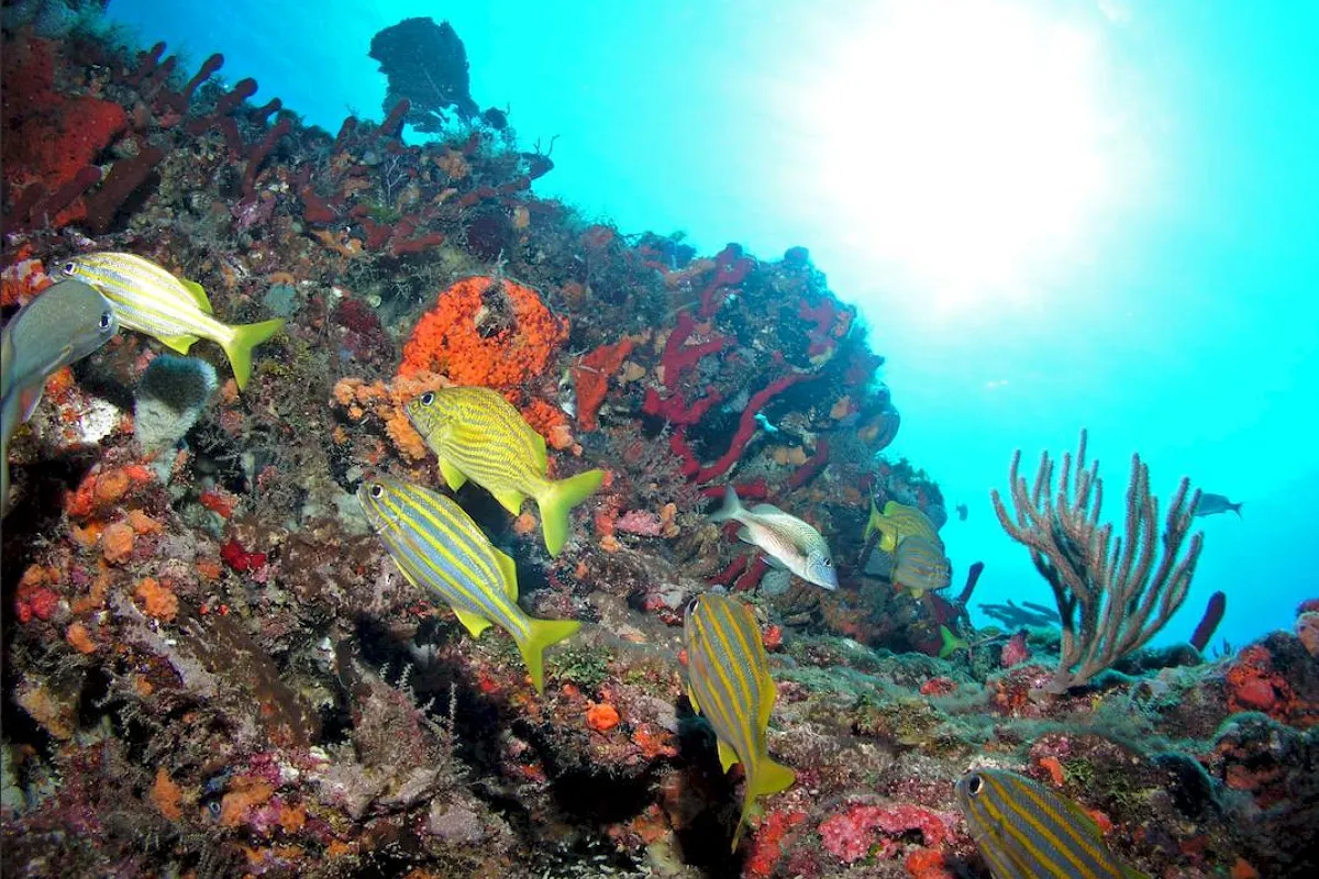 Ocho Rios Marine Park