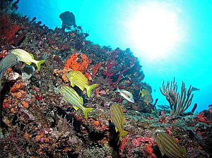Ocho Rios Marine Park