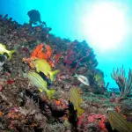Ocho Rios Marine Park