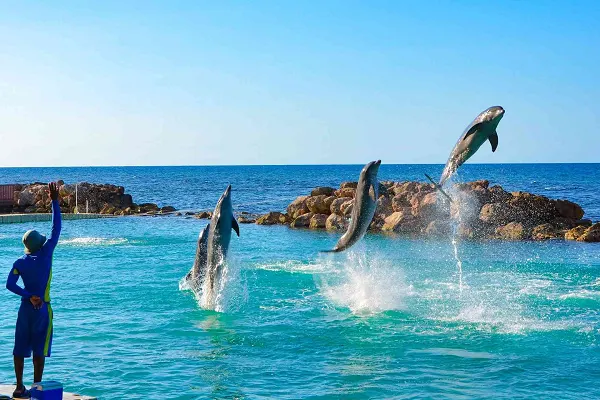 Dolphin Cove Montego Bay