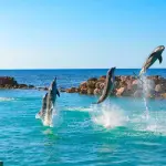 Dolphin Cove Montego Bay