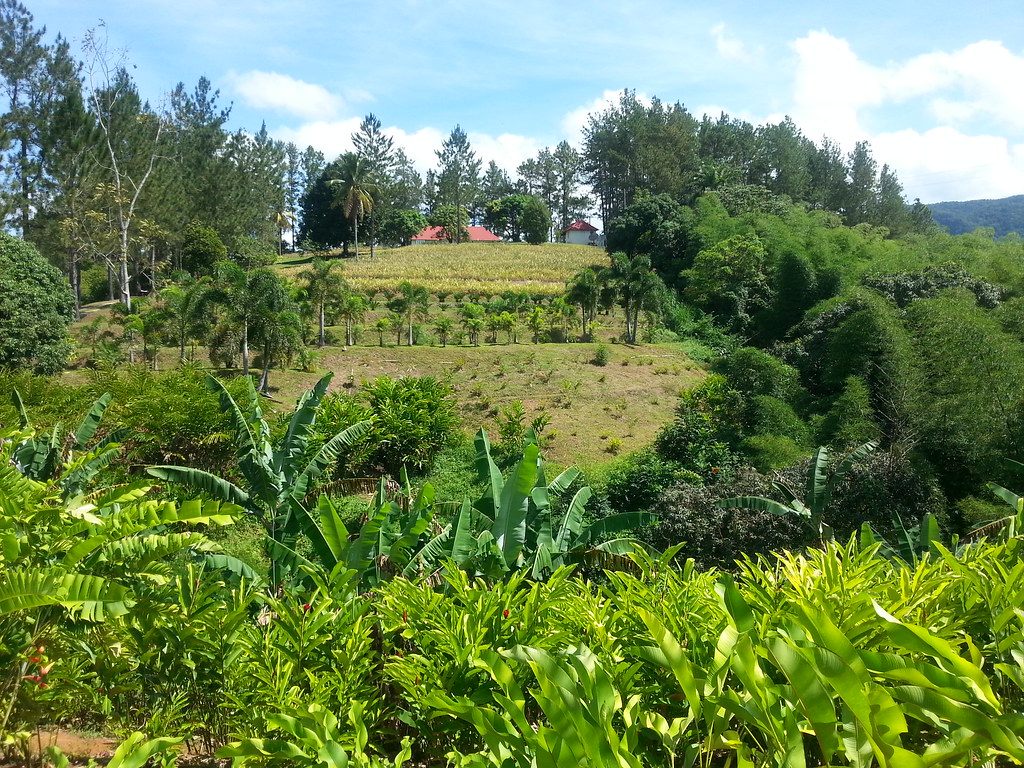 Croydon Plantation