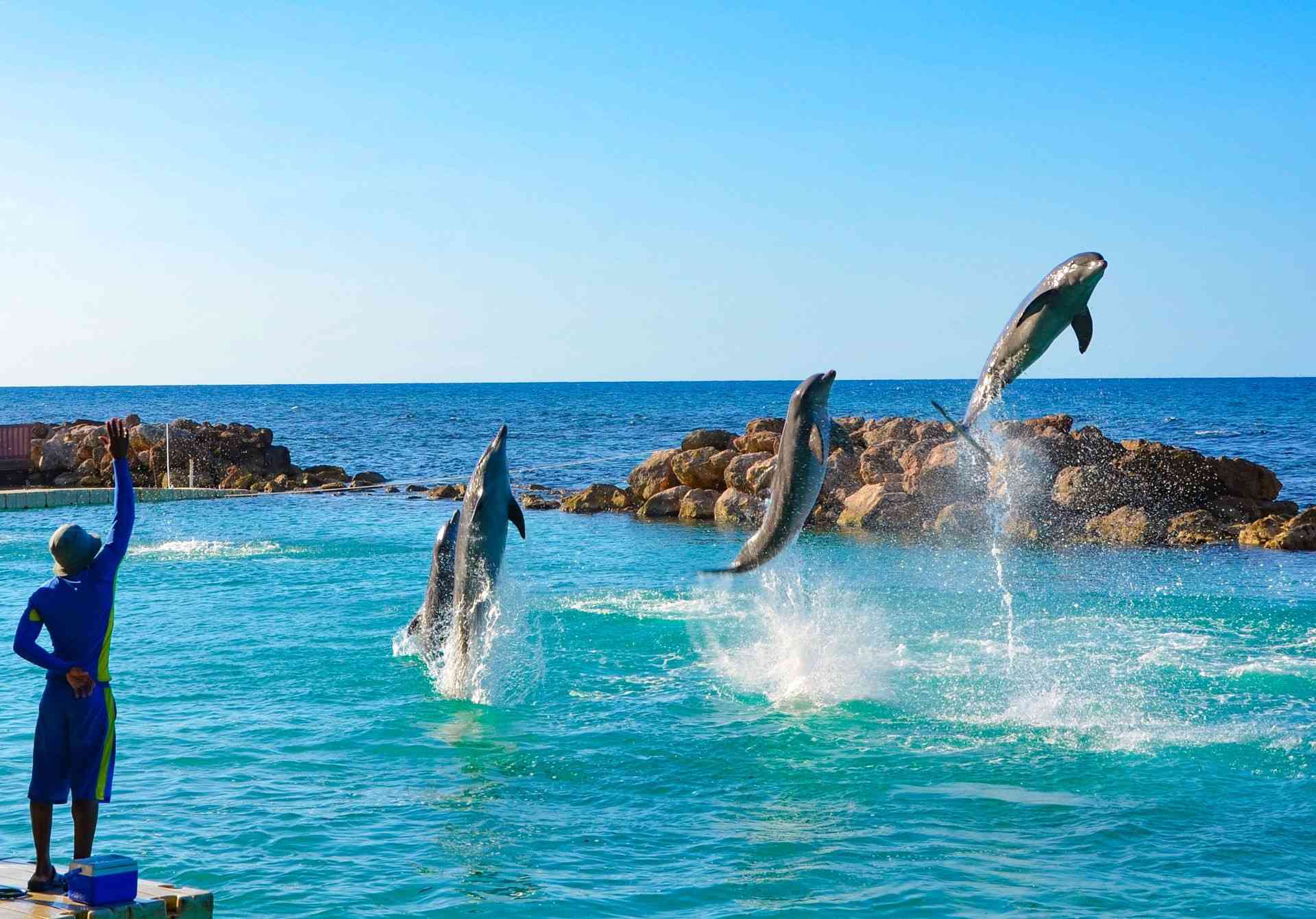 Dolphin Cove Montego Bay